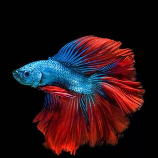 Fish iPhone wallpaper