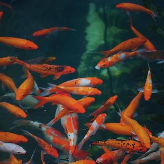 Fish iPhone wallpaper