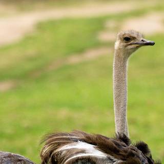 Cute ostrich wallpaper
