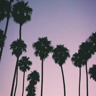Aesthetic palm trees wallpaper