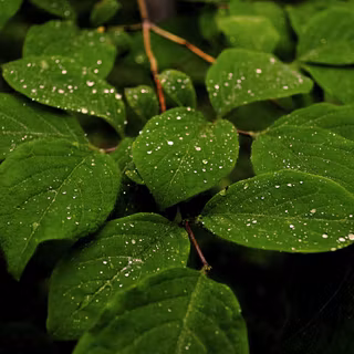 Nature HD PC desktop wallpaper