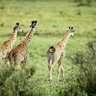 Fat giraffe wallpaper