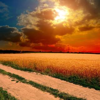 Amazing field sunset wallpaper
