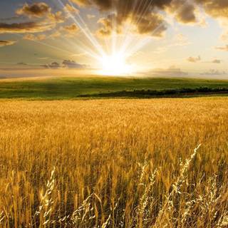 Amazing field sunset wallpaper