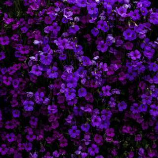 Purple petal flower wallpaper