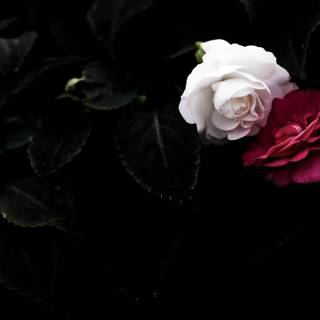 Black and white rose aesthetic 4k wallpaper