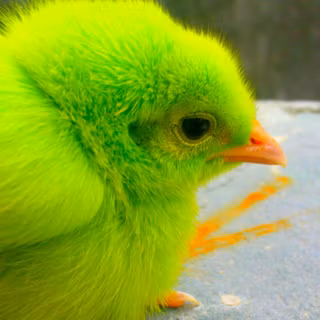 Little Dappled Chicken wallpaper