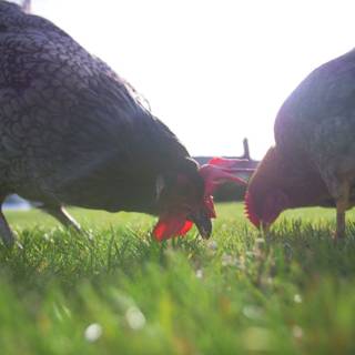 Little Dappled Chicken wallpaper