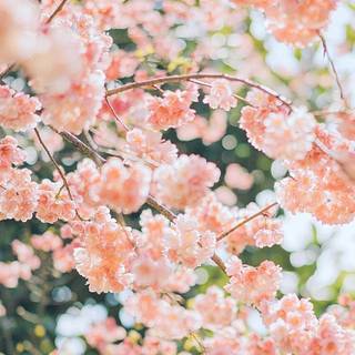 Spring time for blossom wallpaper