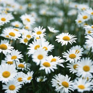 HD desktop Daisy wallpaper