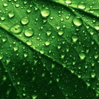 iPhone green HD wallpaper