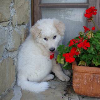 Maremma Sheepdogs wallpaper