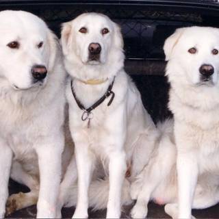 Maremma Sheepdogs wallpaper