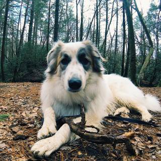 Maremma Sheepdogs wallpaper
