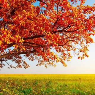 Summer season wallpaper