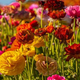 Field of buttercups wallpaper