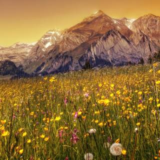 Field of buttercups wallpaper