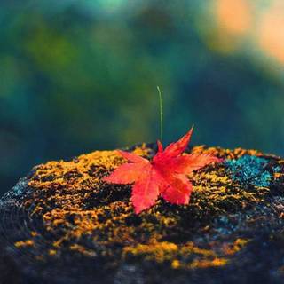 Best simple HD mobile wallpaper