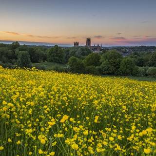 Field of buttercups wallpaper