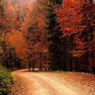 Spring fall wallpaper