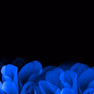 Flower amoled FHD wallpaper
