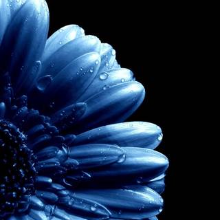 Dark blue flower aesthetic wallpaper