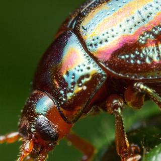 Beetles wallpaper