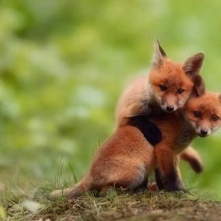 Cute foxes wallpaper
