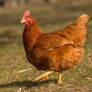 Hen animal wallpaper