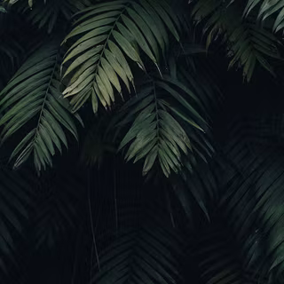 Leaf HD iPhone wallpaper