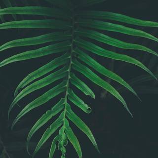 Leaf HD iPhone wallpaper