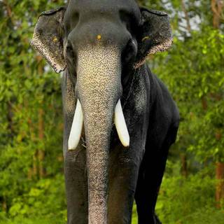 Mangalamkunnu Karnan wallpaper