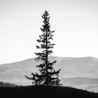 Monochrome landscape wallpaper