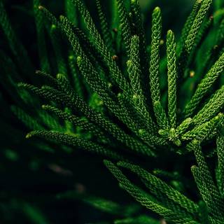 Leaves amoled wallpaper