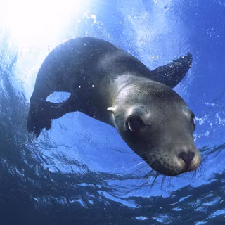 Seals and sea lions wallpaper
