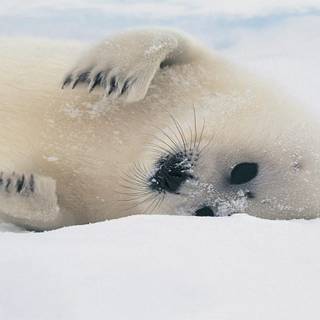Seals and sea lions wallpaper