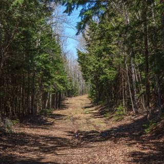 Desktop 4k forest way wallpaper