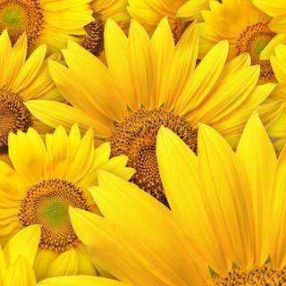 Sunny sunflowers wallpaper