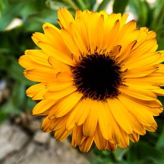 Sunny sunflowers wallpaper