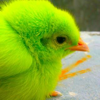 Kawaii birds wallpaper