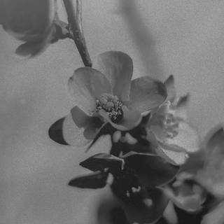 Nostalgic dark mobile wallpaper