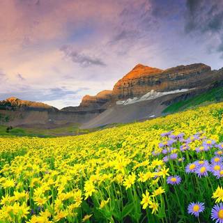Wildflowers Mountain Valley wallpaper