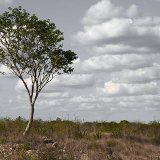 Dry tree Ultra HD wallpaper