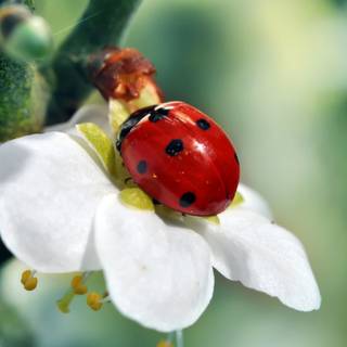 Ladybug desktop wallpaper