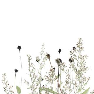 Aesthetic drawings flowers wallpaper