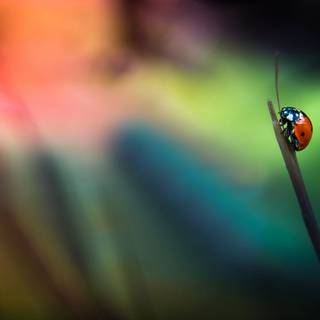 Ladybug desktop wallpaper