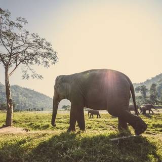 Elephant trees forest wallpaper