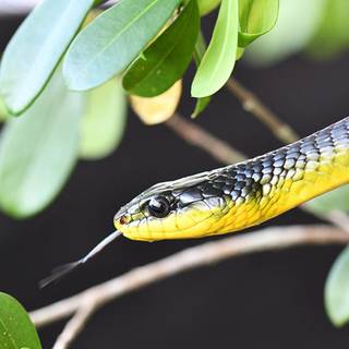 Green and gray snake animals wallpaper