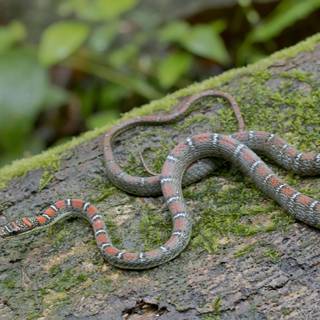 Green and gray snake animals wallpaper