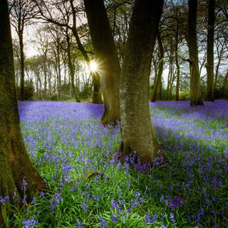 Spring England wallpaper